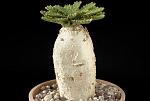 Euphorbia stellata H. Cm 14 D. 7 € 60,00